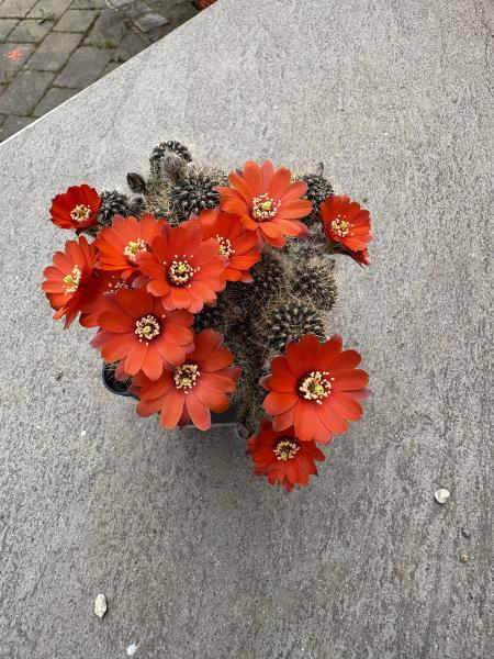 Rebutia rot